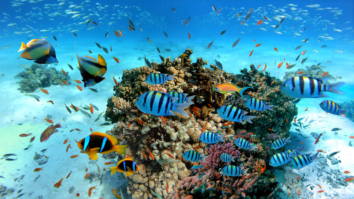 Vibrant coral reef and tropical fish in the Red Sea - vacation apartment with Red Sea view in Hurghada Egypt